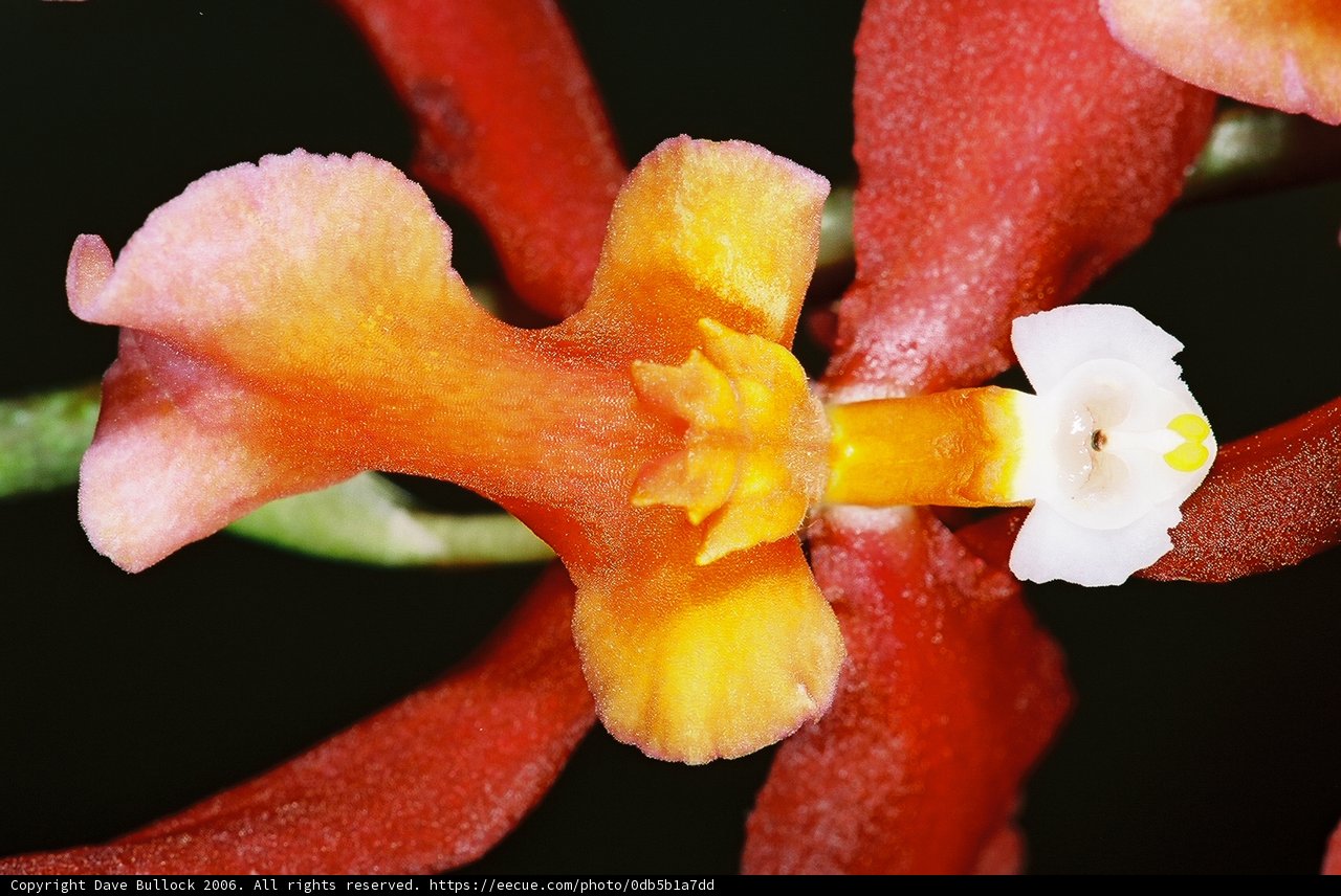 White-Centered Flower