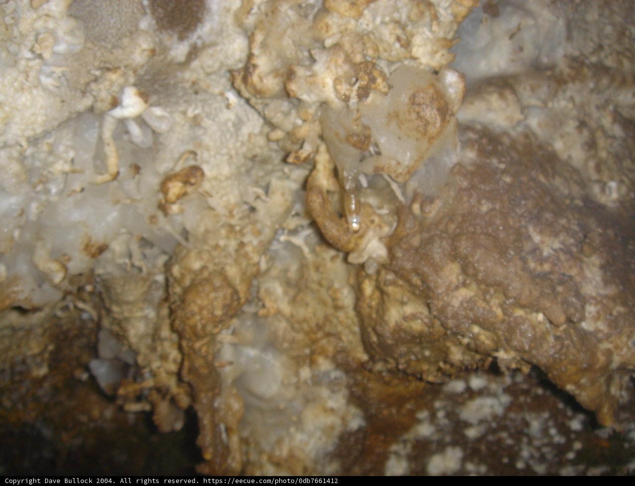 Hidden World of Arthropods