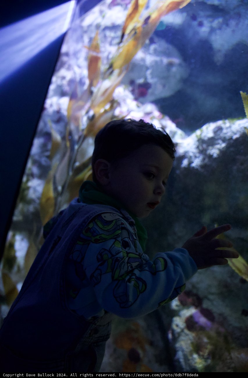 Undersea Wonder: A Young Explorer's Encounter