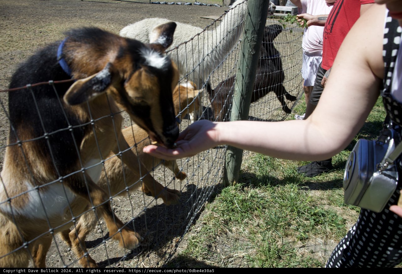 Friendly Encounter at Old Faithful Geyser Farm