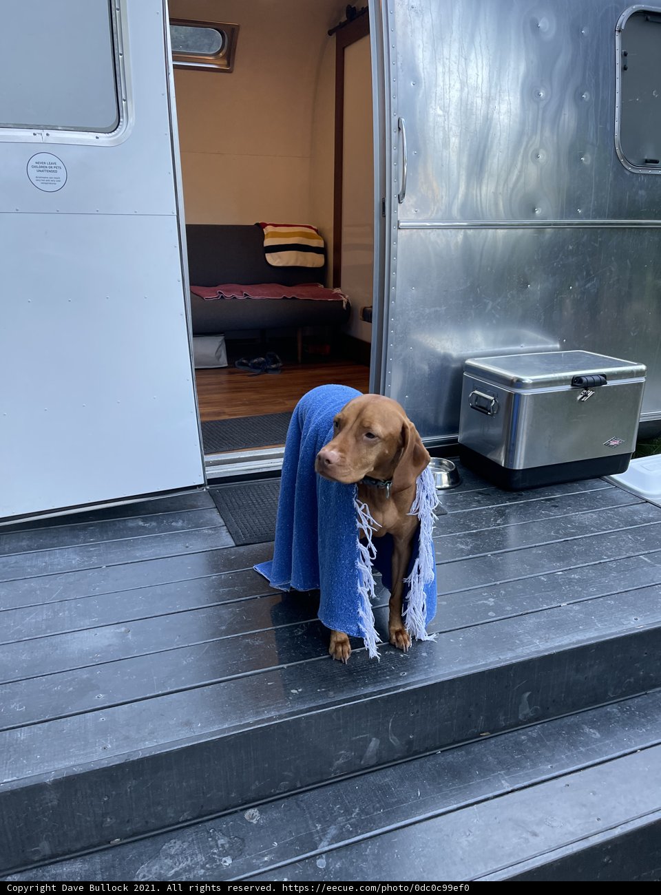 Cozy Canine on the Deck