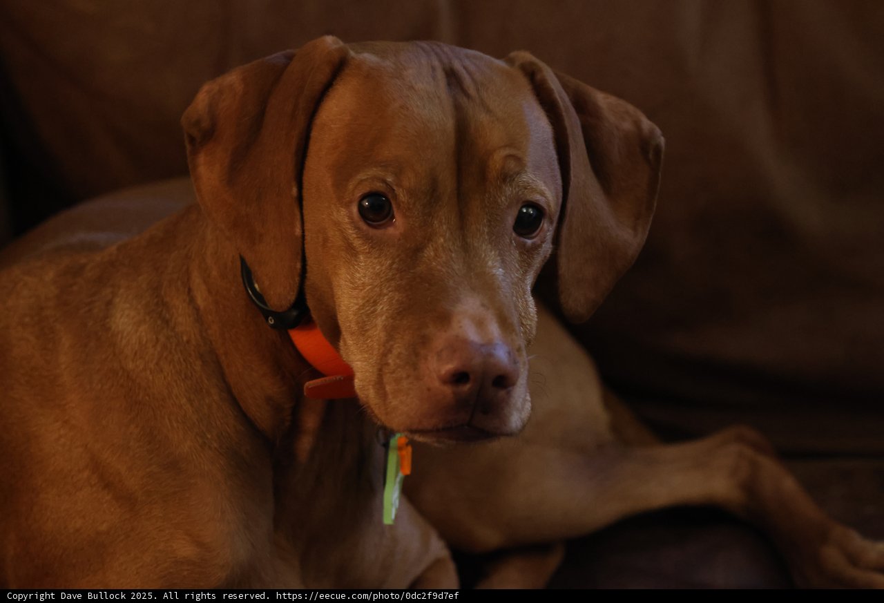 Couch Companion