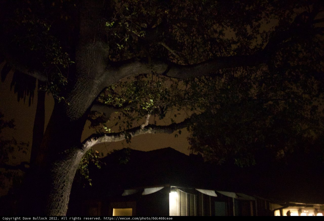 Illuminated Tree at Night