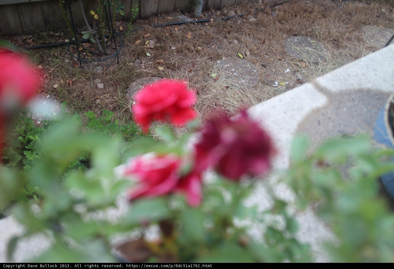 Blurry Red Roses in a Pot