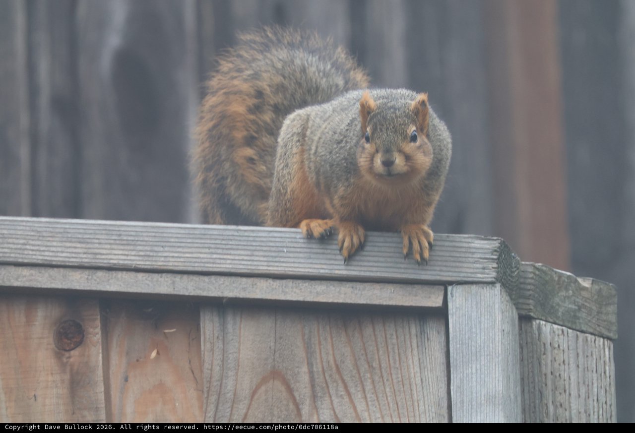 Plump Fox Squirrel Perched on Weathered Wooden Fence