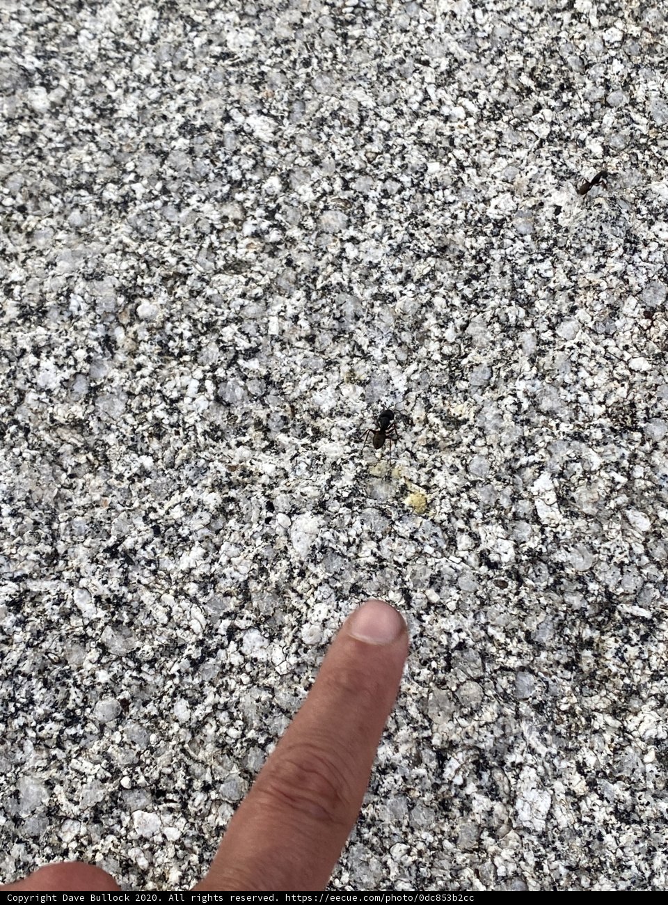 Up Close and Personal with a Tiny Insect