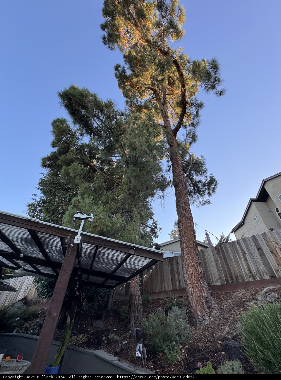 Whispering Pines of Walnut Creek