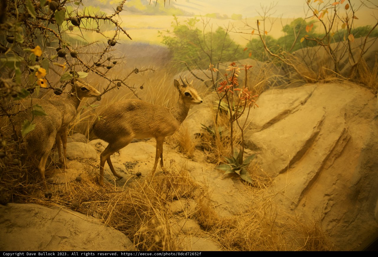 Eternal Grace: An Antelope Display at the Academy of Sciences