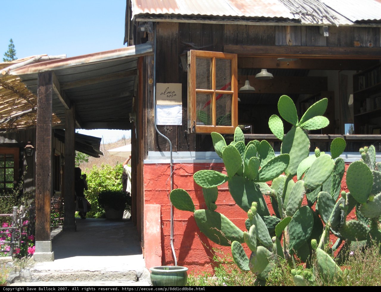 Cactus Oasis