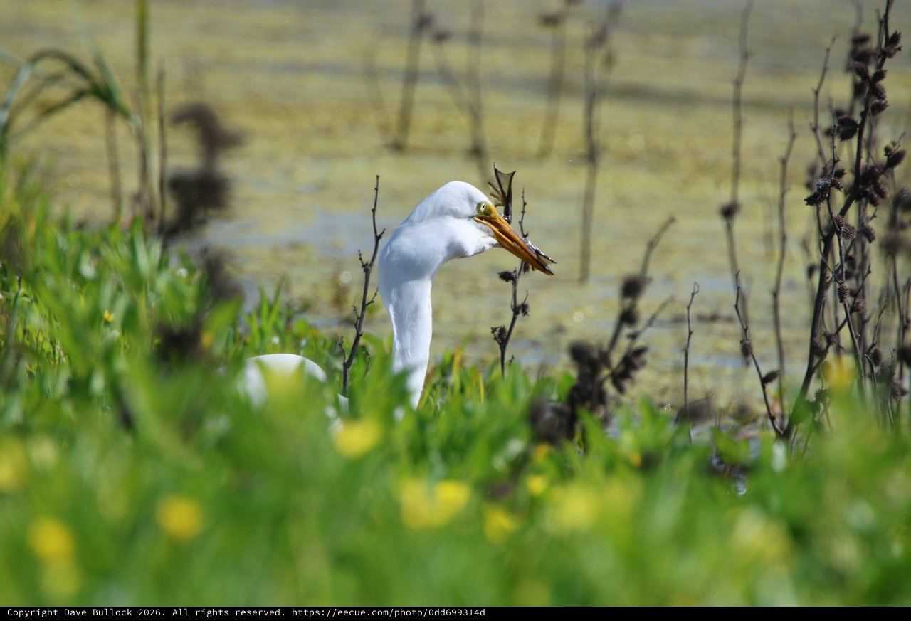 Great Egret Catches Dragonfly at Wetland Edge