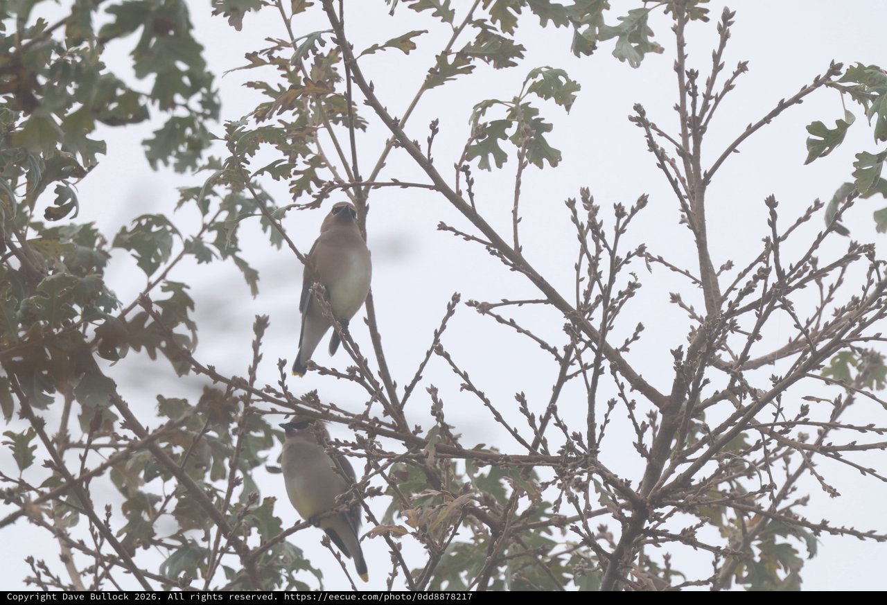 Cedar Waxwings Perched in Winter Oak Branches