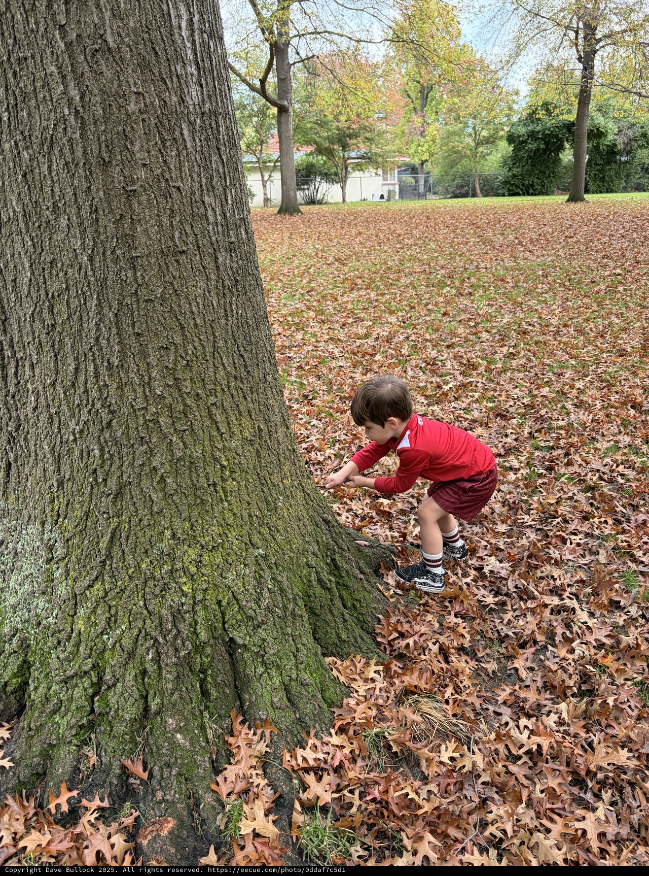 Child Exploring Ancient Oak Tree in Autumn Park