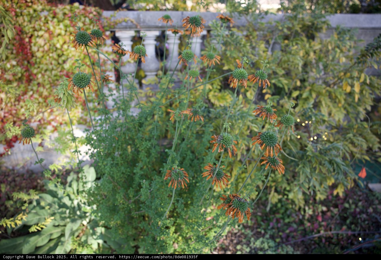 Enchanting Herbs of Thistlewyck