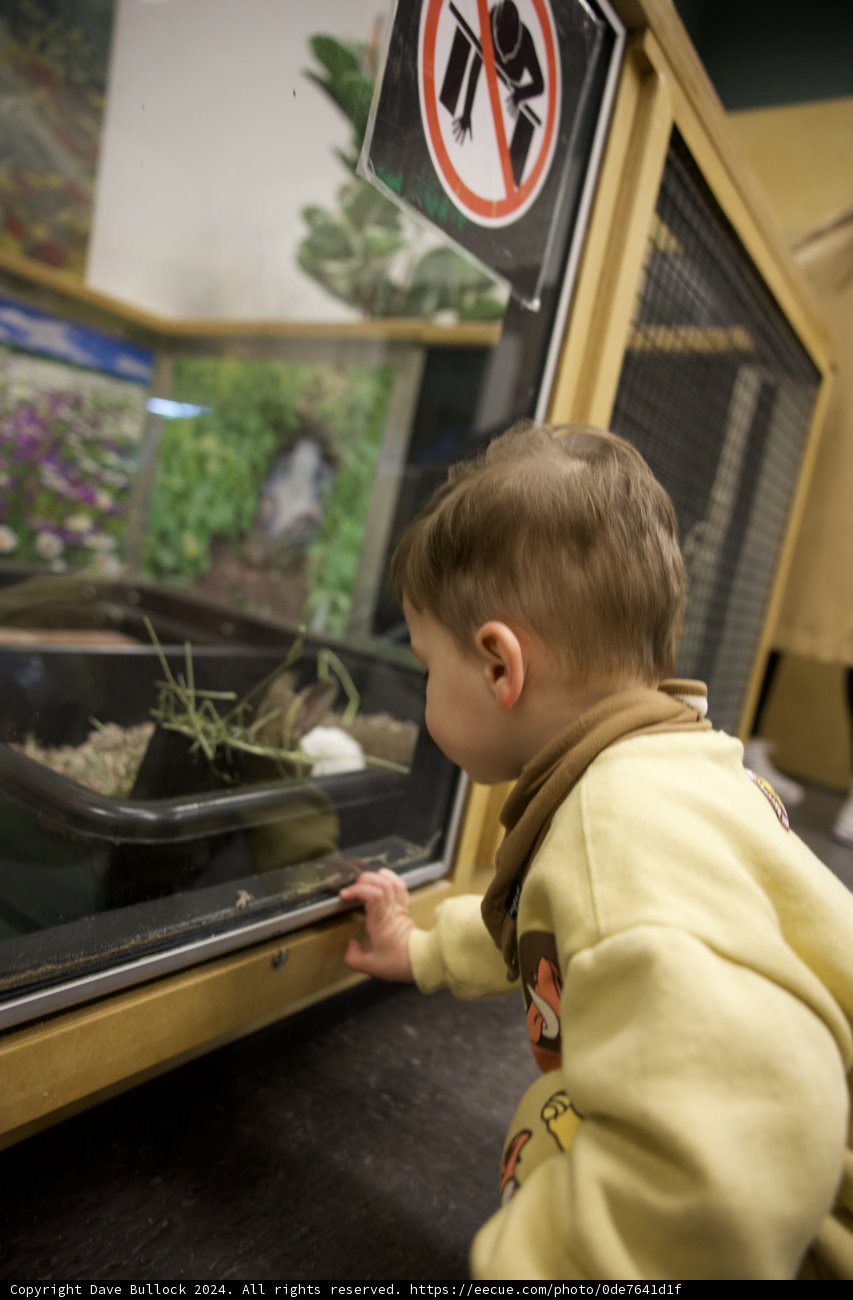 Child's Curiosity: Encounter with a Bird