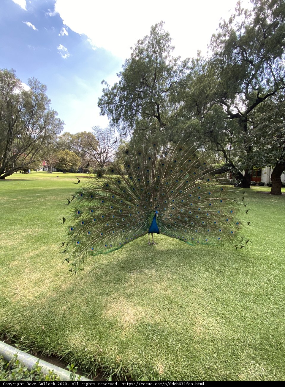 Majestic Peacock in Xochimilco