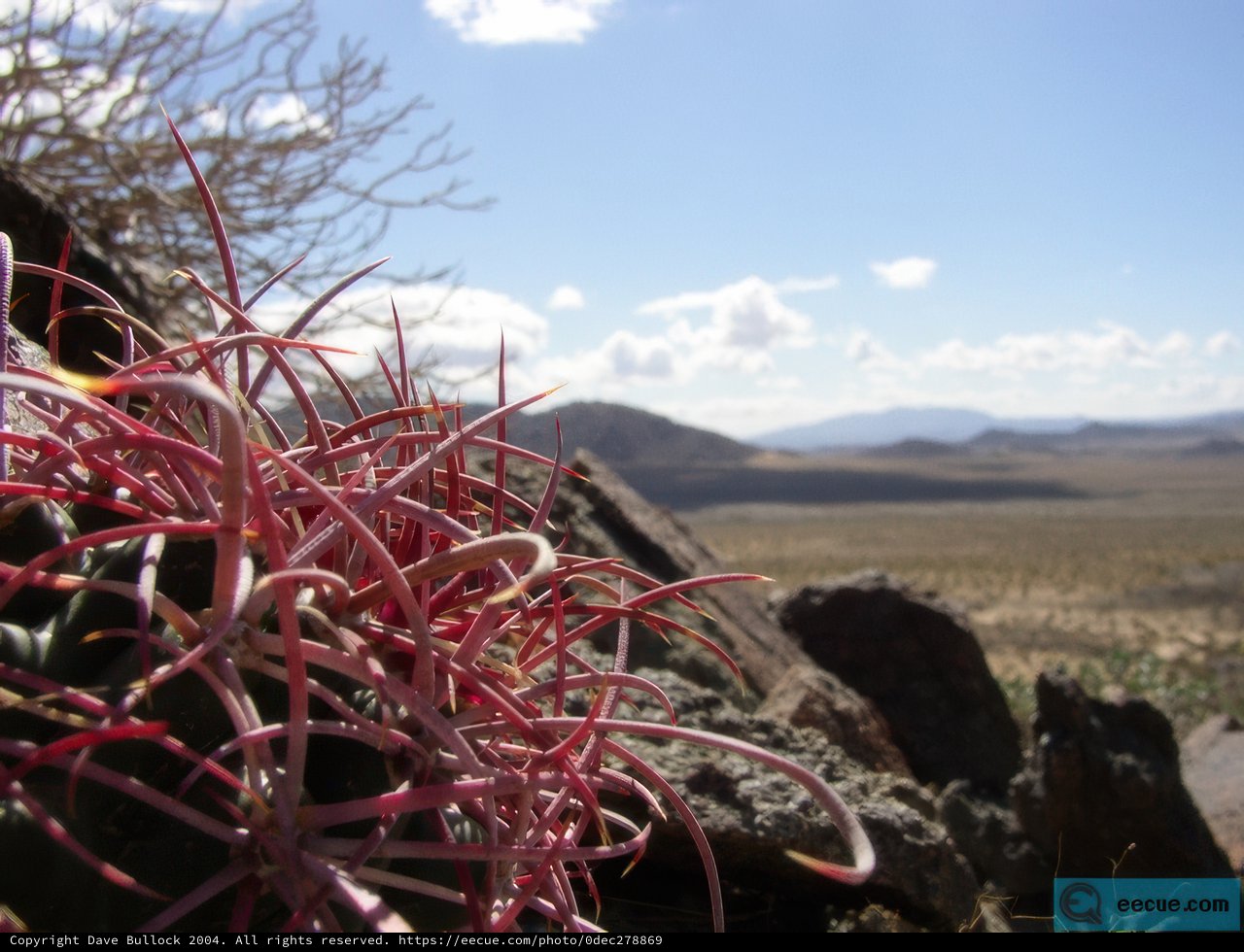 Pink flowers blooming on rocky terrain