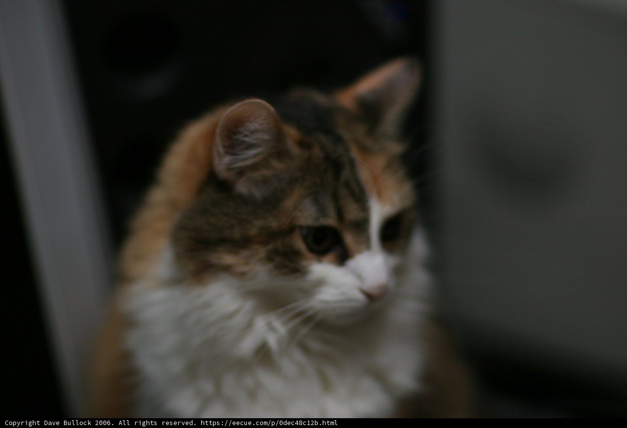 Tech-Savvy Feline