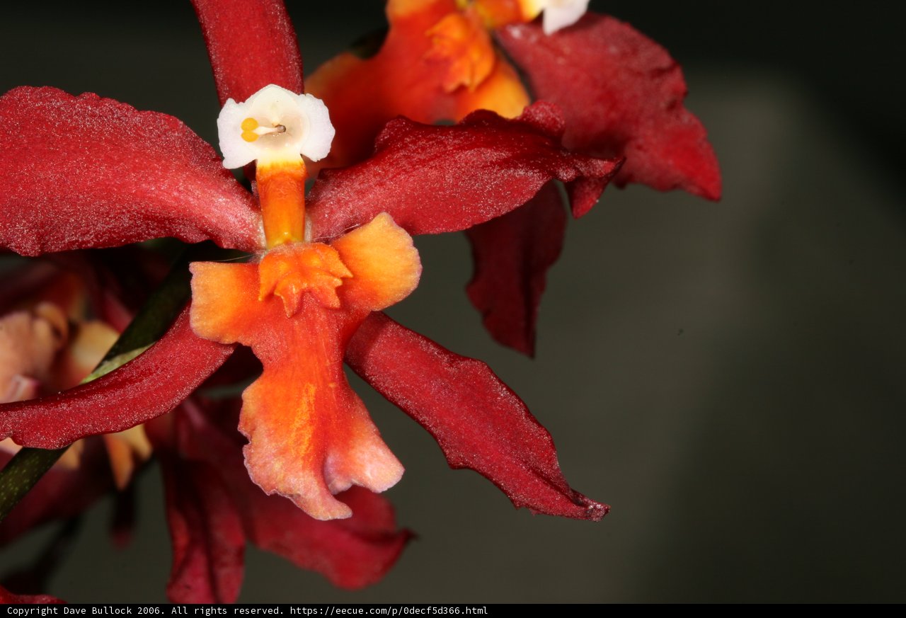 Fiery Beauty