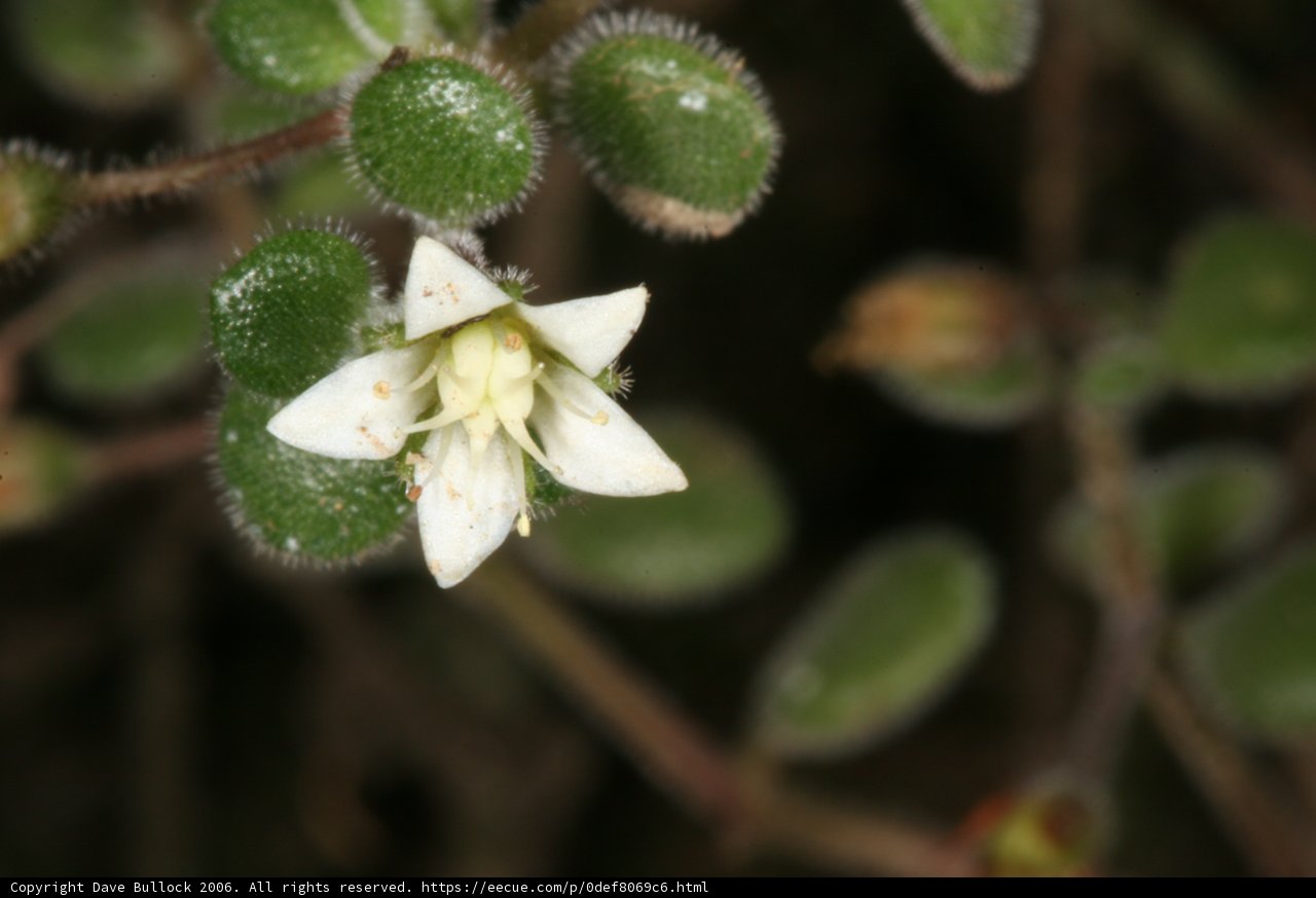 Delicate Geranium Bloom
