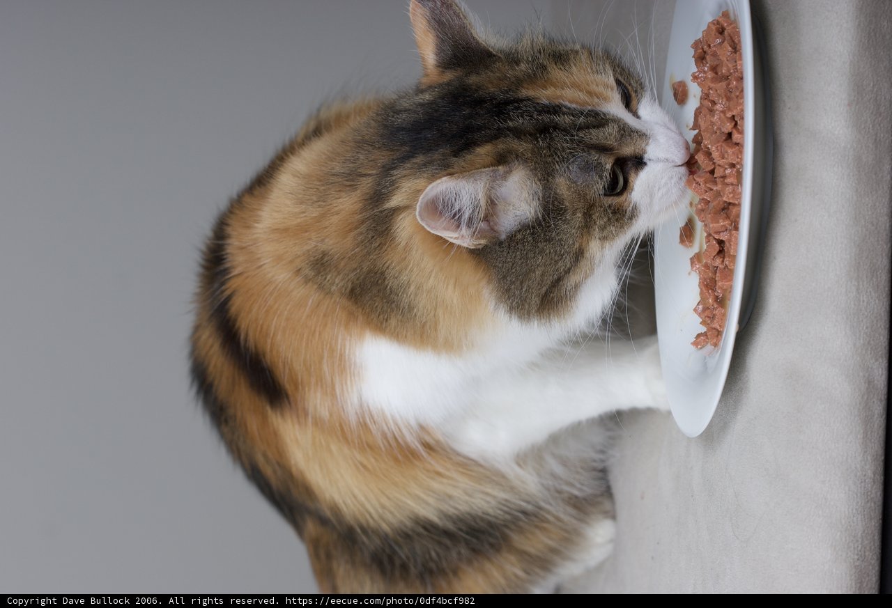 Feline Feast