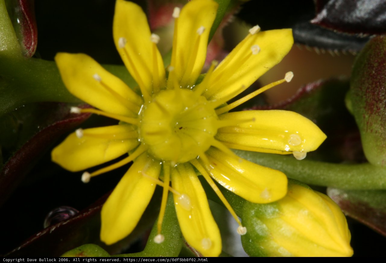 Golden Droplets