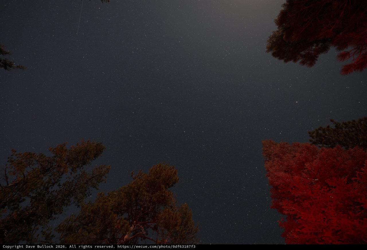 Stars Over Lassen: Night Sky Through Pine Canopy