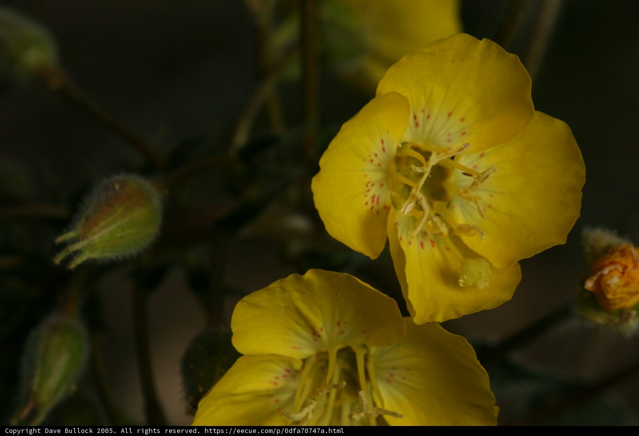 Desert Blooms