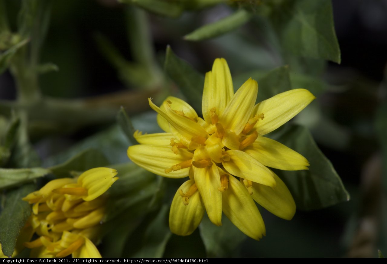 Sunny Blossom