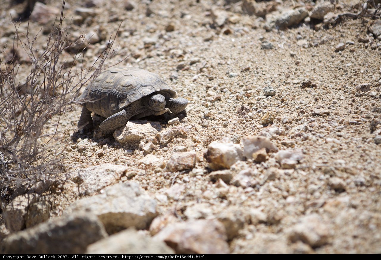 Slow and Steady Wins the Race
