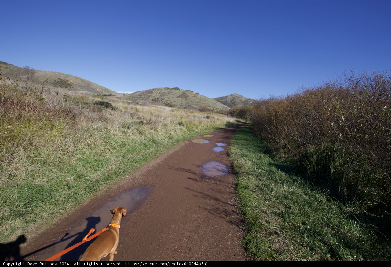 Serene Sights: A Stroll With Man's Best Friend
