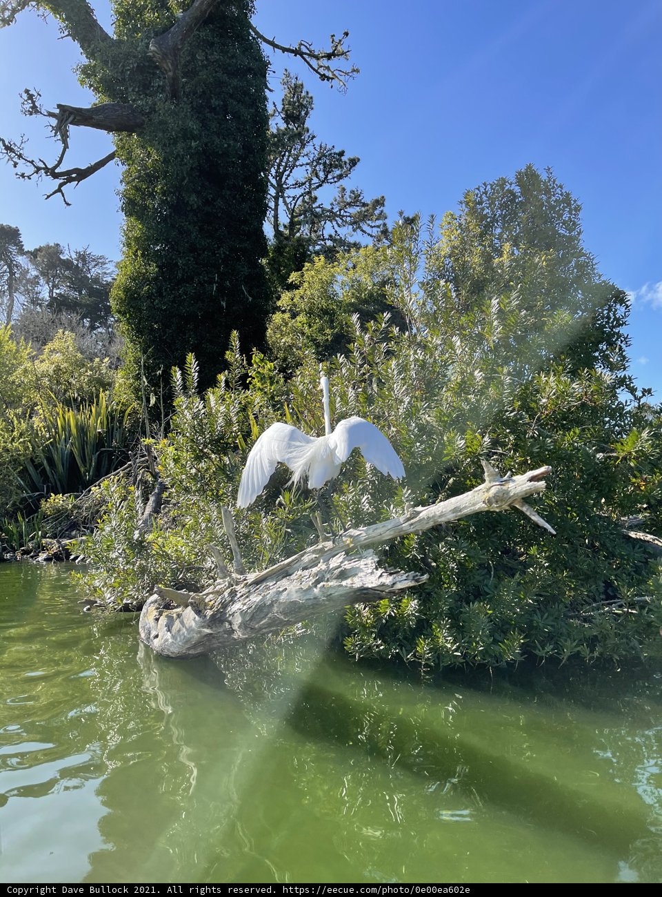 Majestic White Bird at Stow Lake