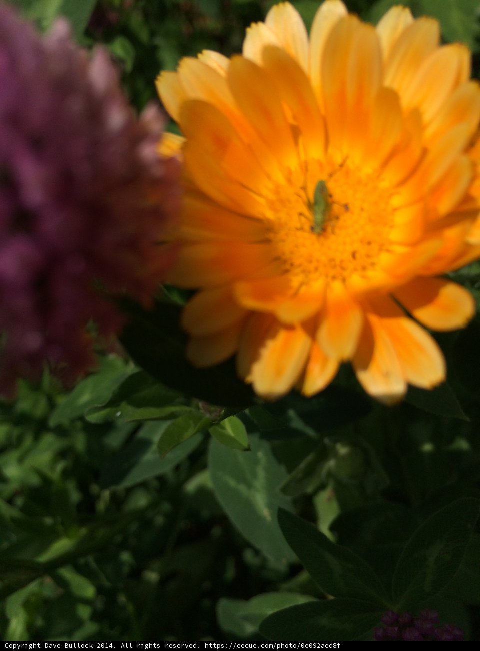 Daisy Bug