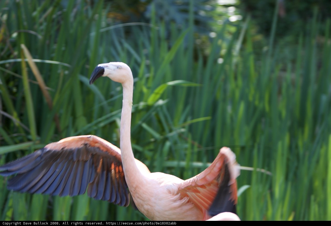 Graceful Flamingo in the Wild