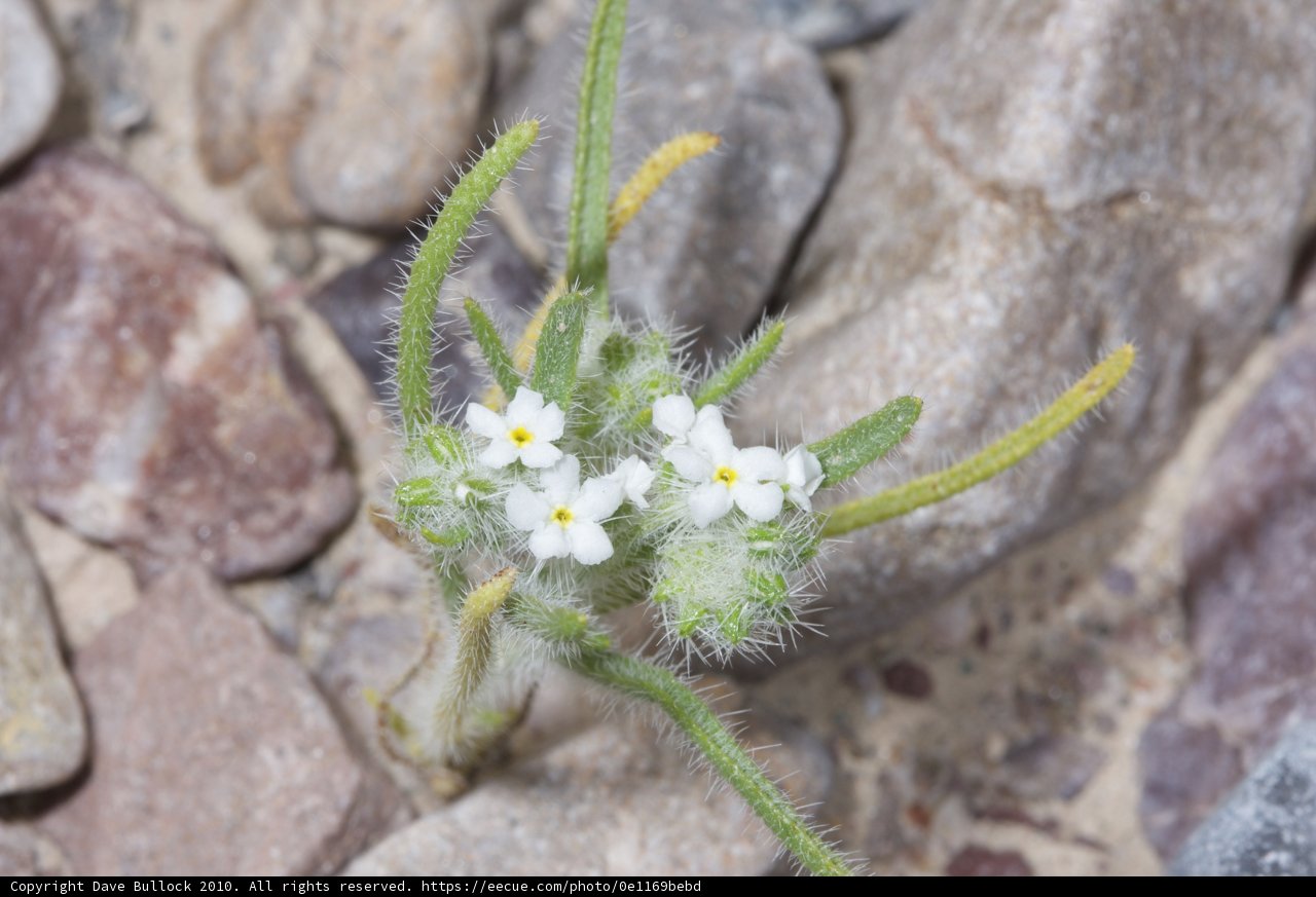Rocky Blossom