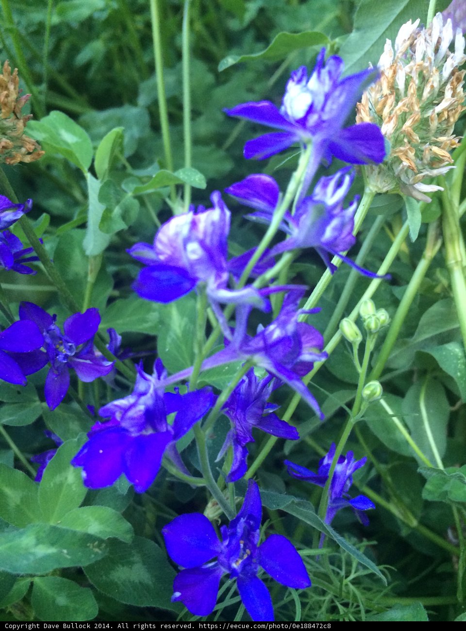 Blue Garden Blossoms