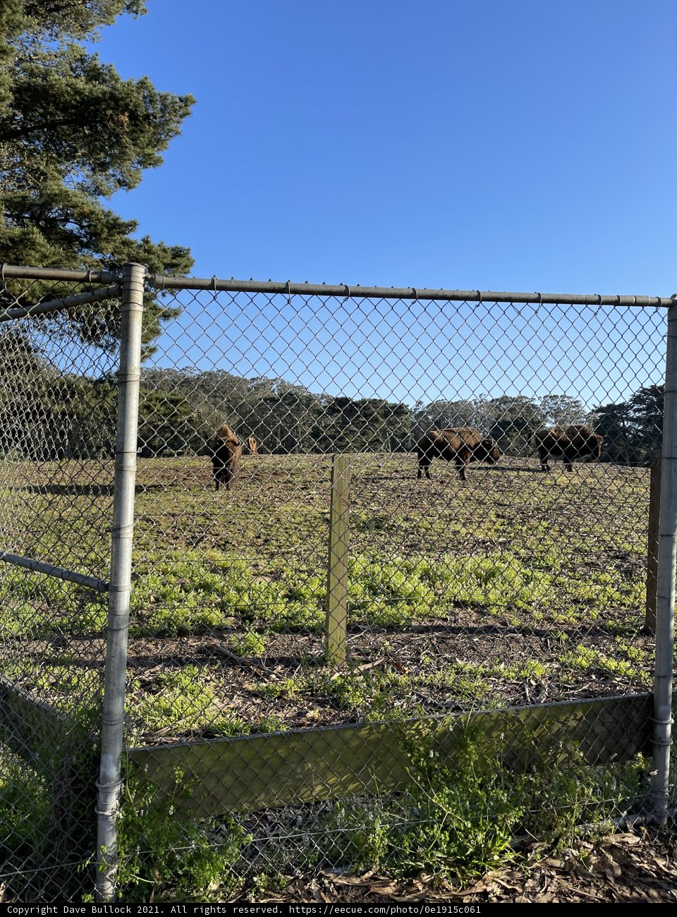 Bison herd in a lush pasture