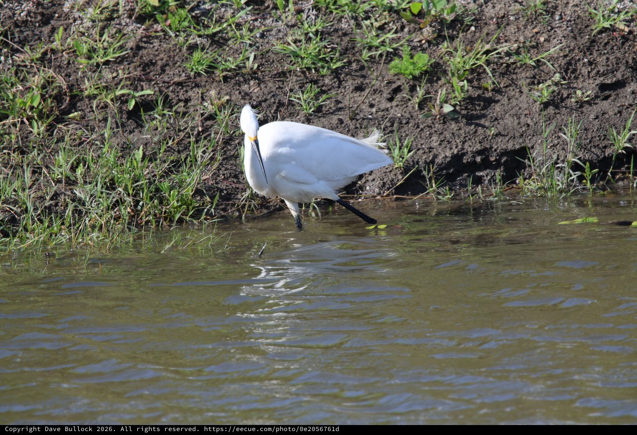 Snowy Egret Foraging at Water's Edge