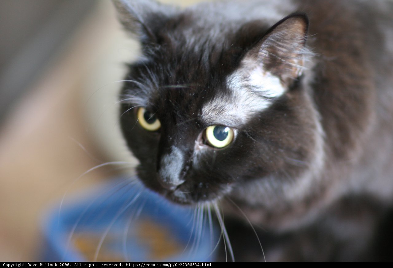 Blue Bowl Companion