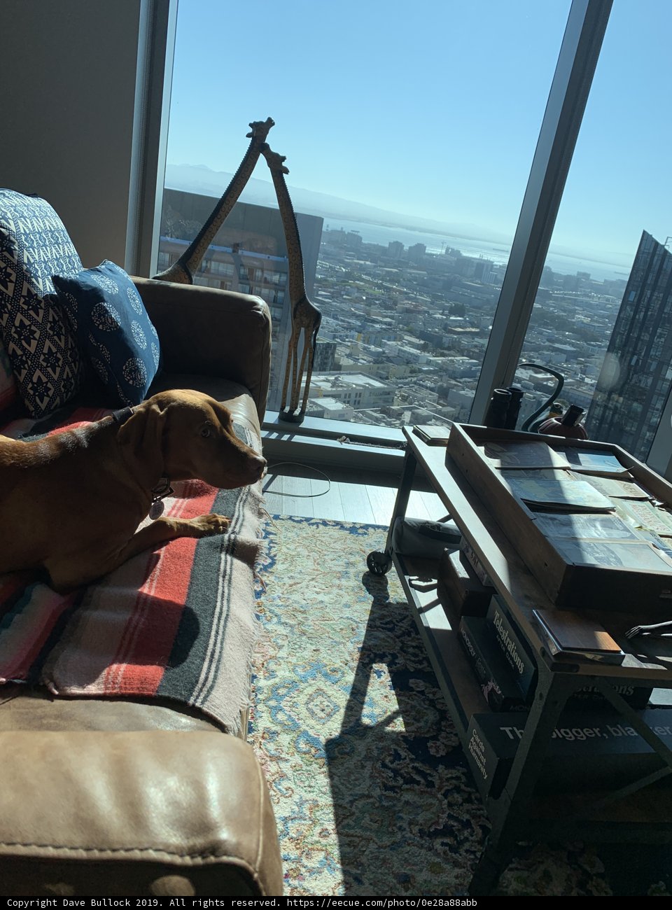 Cozy Canine on Couch