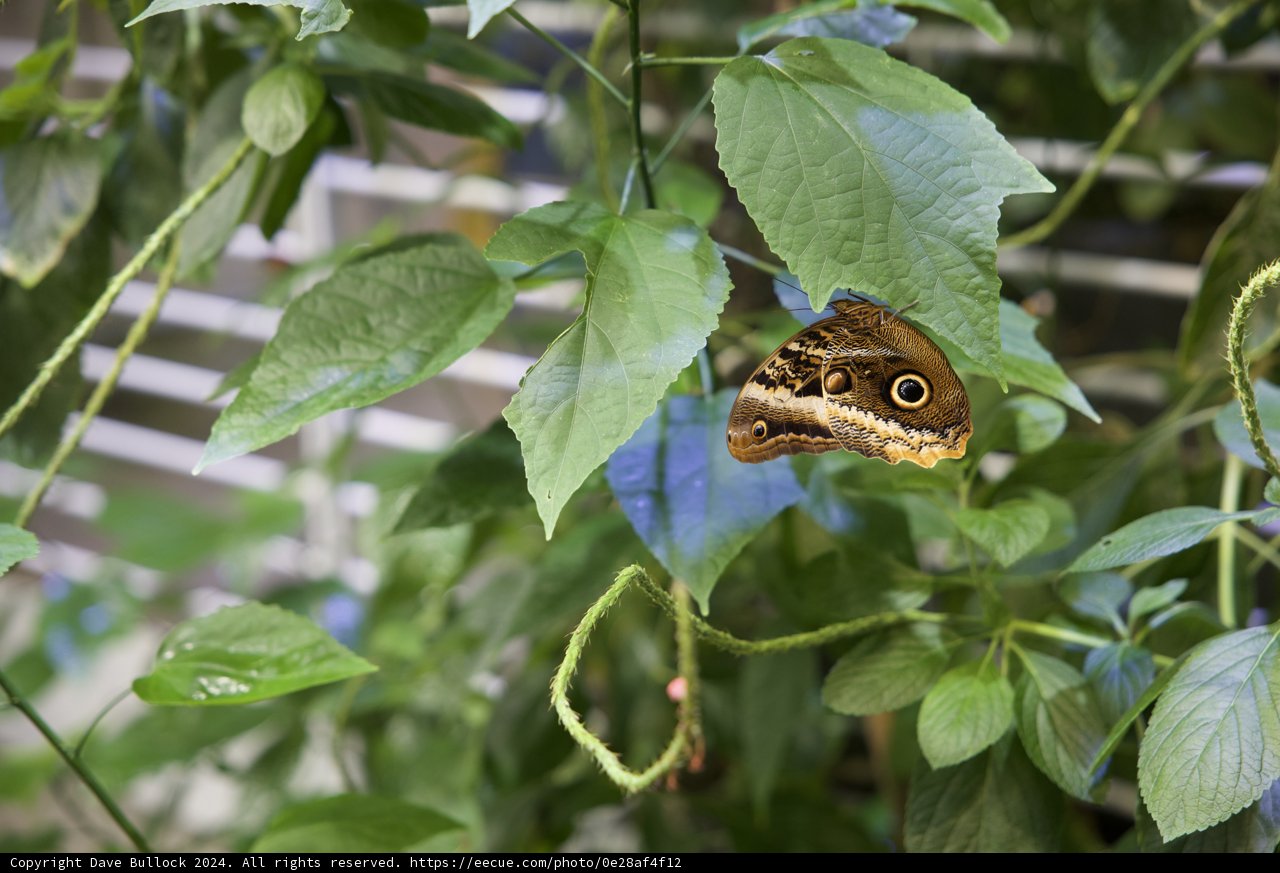 A Delicate Visit to the Rainforest