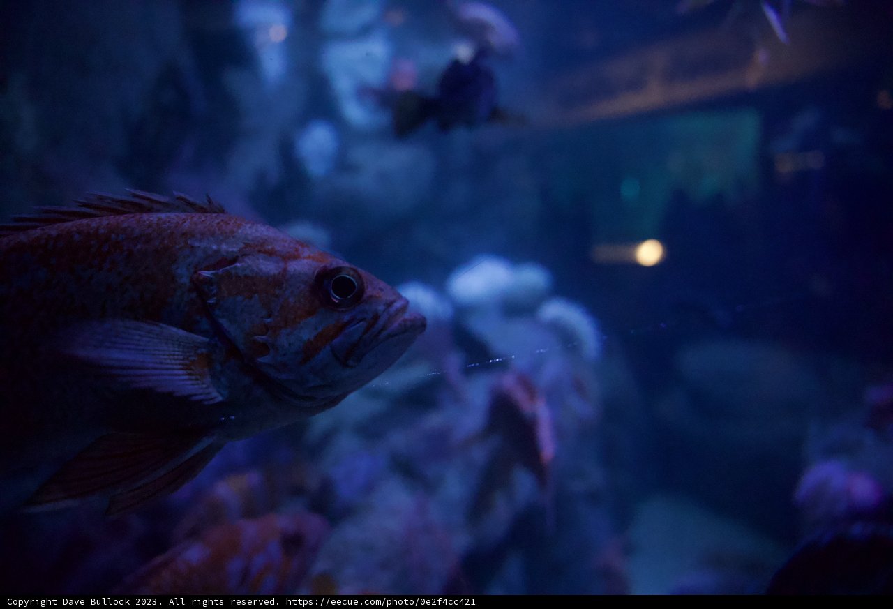 A Magical Encounter at Monterey Bay Aquarium in 2023