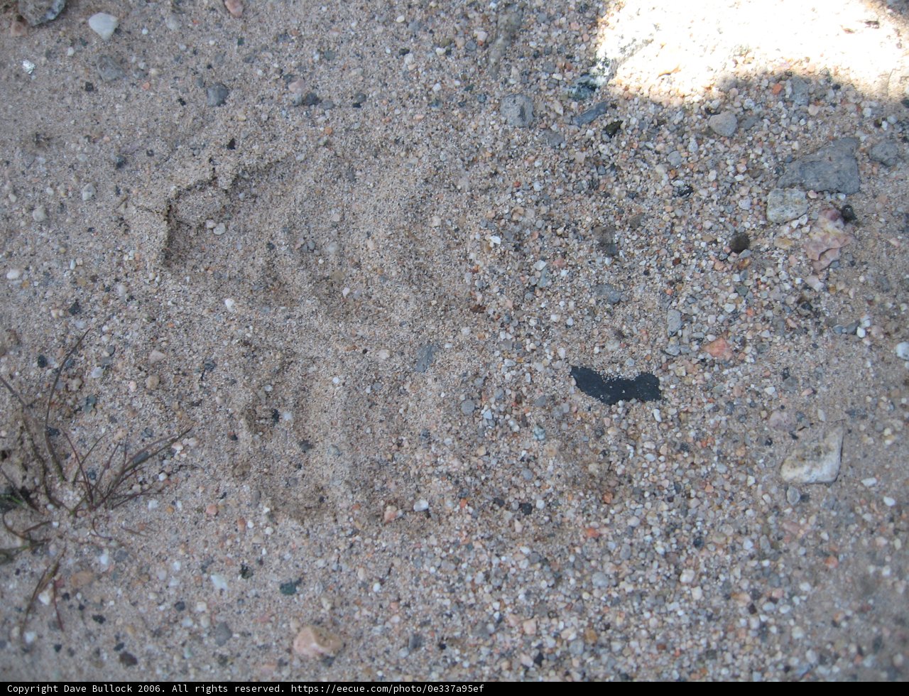 Tracing Nature's Steps