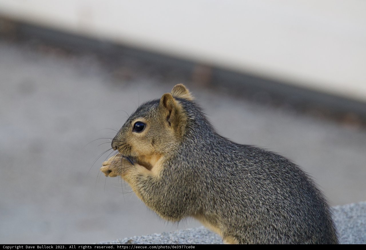 Breakfast with the Squirrels