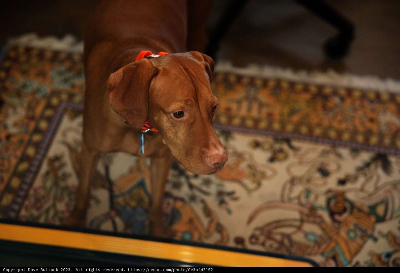 Pawsitively Precious Puppy Poses on Plush Rug