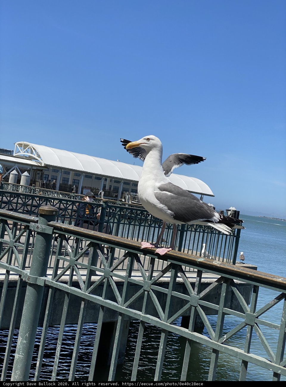 Seagull on Handrail at Ferry Building