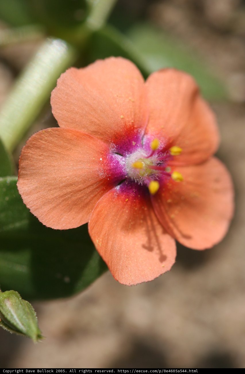 Orange Geranium with a Purple Heart