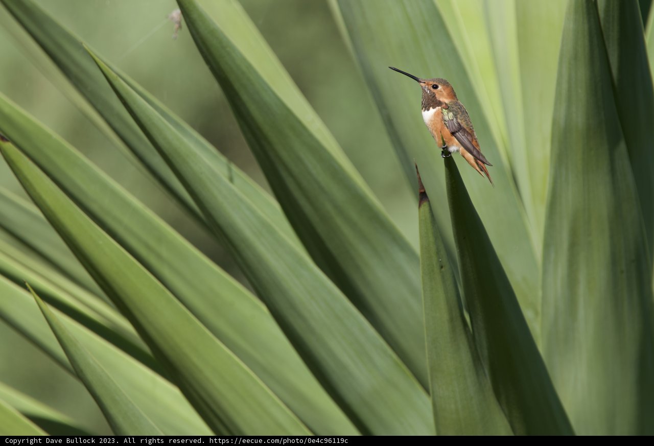 Duet of Nature - Bird and Plant at El Sereno