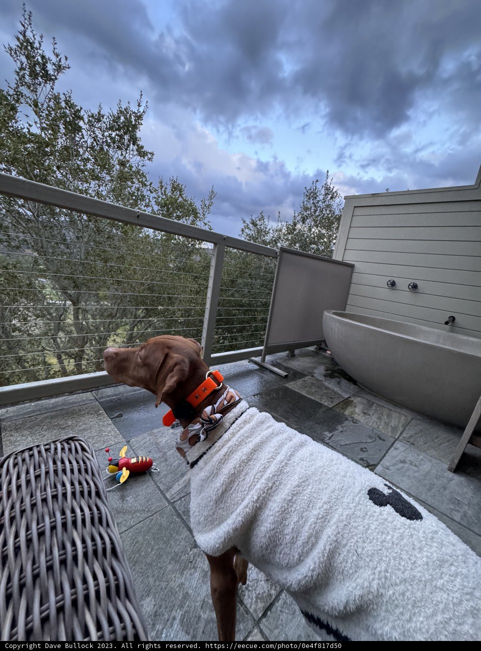 The Canine Zen Master: A Moment of Calm
