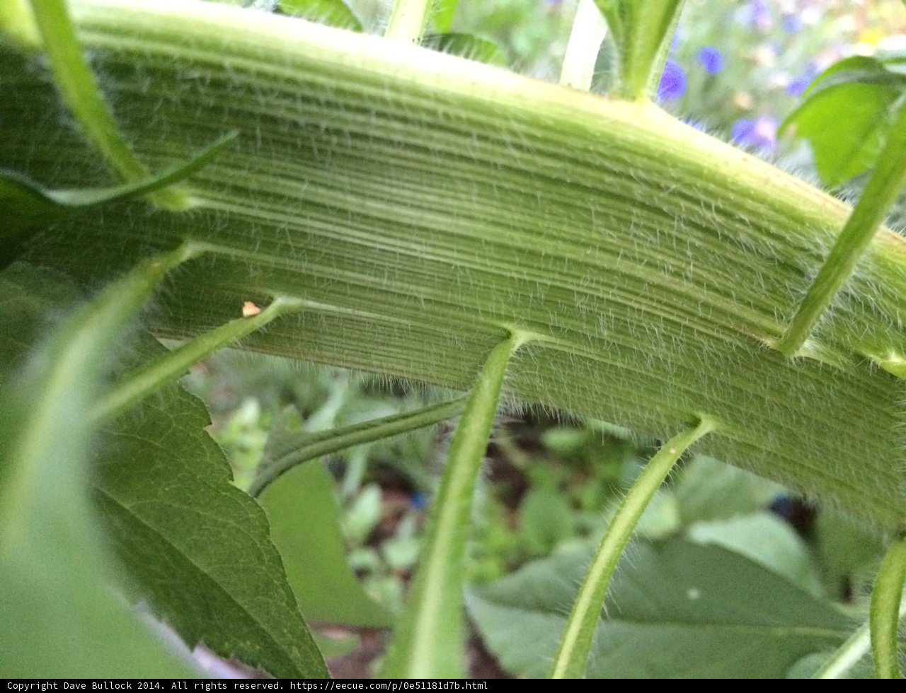 Verdant Foliage