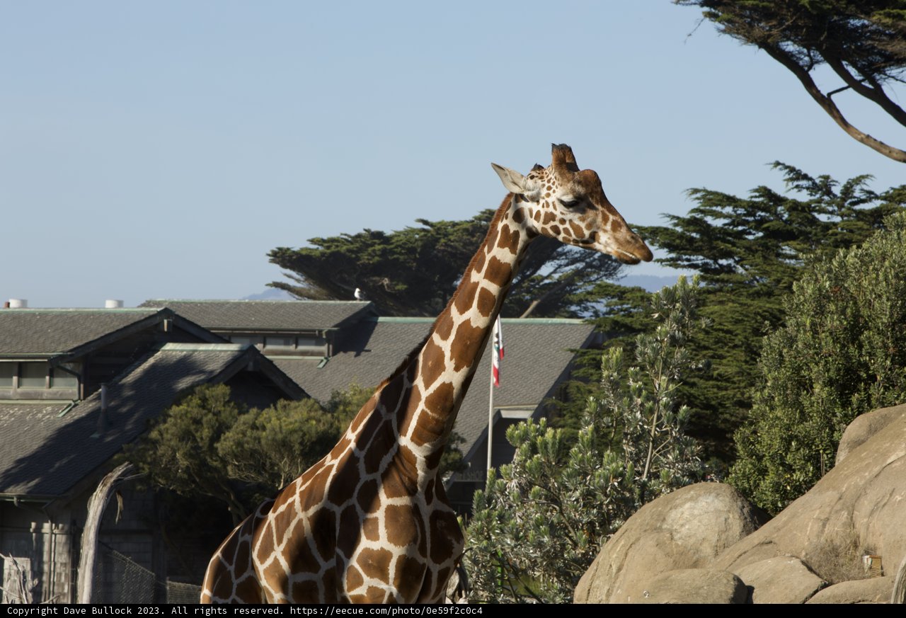 Urban Jungle: An Encounter at SF Zoo.